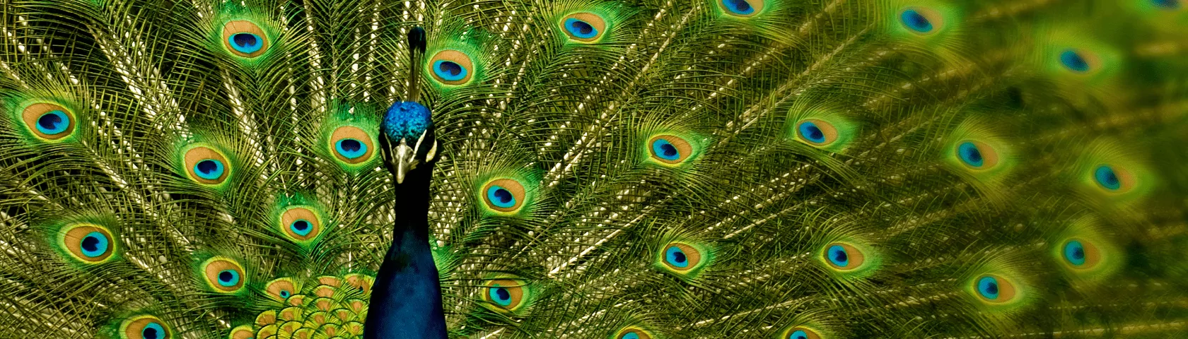 Pfau: Mach dich großartig.