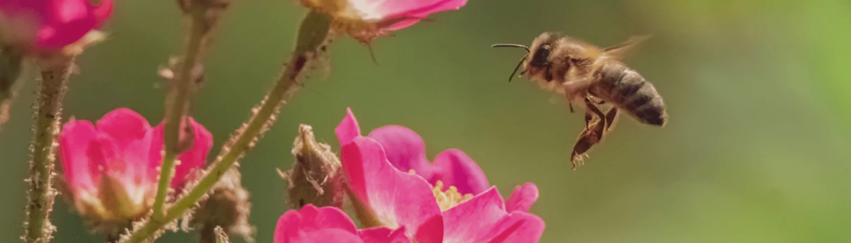 Anflug einer Biene: Wähle das Beste.